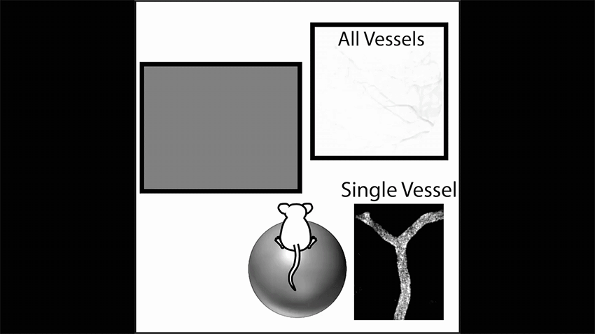 A mouse (bottom left) watches a short video (top left) to activate the visual region of the brain. Endothelial cells connected by gap junctions in a brain blood vessel (bottom right) send a signal that more blood flow is quickly needed to the region (top right). Video: Gu Lab