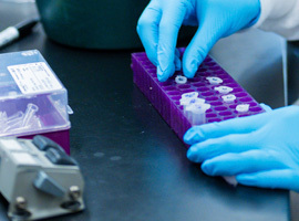 Gloved hands working with a purple tray of test tubes