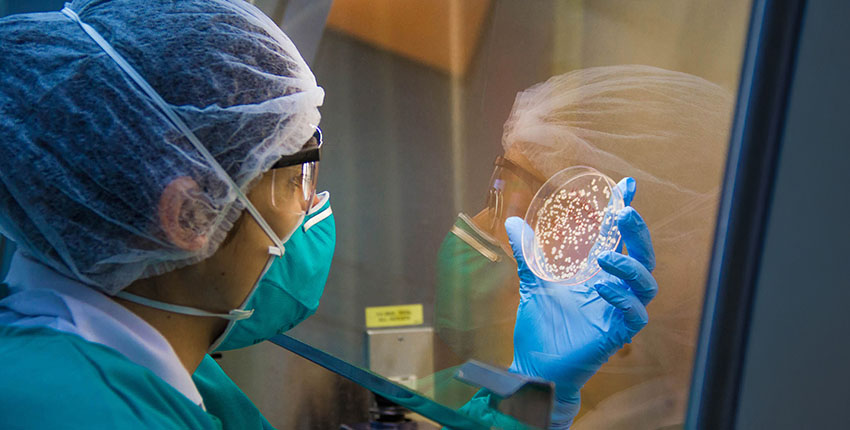 Scientist wearing protective clothing, including a hairnet, face mask, and gloves, examines a petri dish with bacterial colonies inside a laboratory safety cabinet.