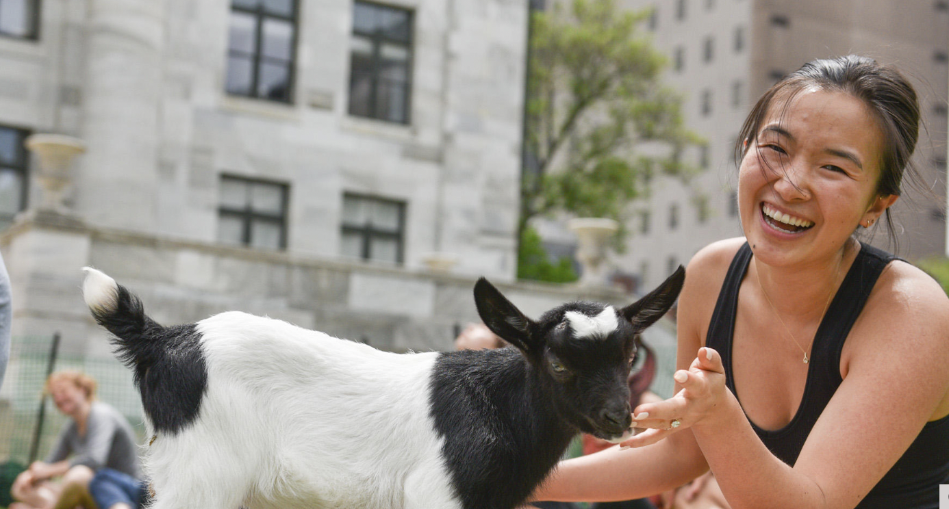 A student next to a goat, participating in a goat yoga event outside on the HMS Quad.