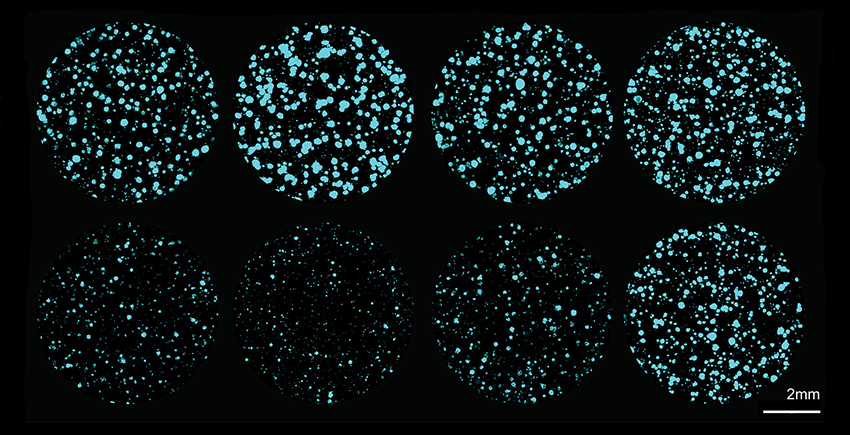 Eight circular views under a microscope of clusters of cells, ranging from sparse to dense
