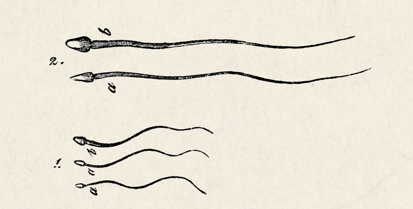 Black drawings of sperm, two big and three small, on a tan background.