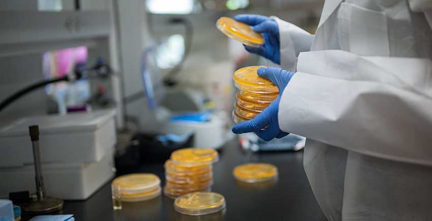A person whose head is out of frame, wearing a white goat and gloves, holds a stack of Petri dishes with orange material in them. In the background, more dishes can be seen on a lab bench.