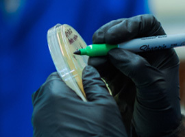 Gloved hands hold a Petri dish
