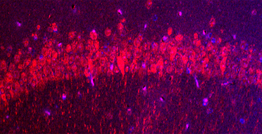 Bright arc of purple and red tau