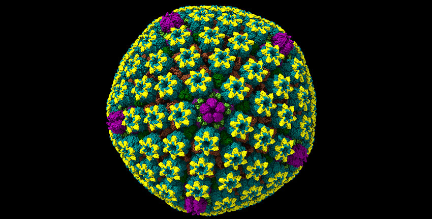 A colorful cryo-EM model of a herpes simplex virus capsid, appearing as a nearly spherical structure made of tightly packed, repeating protein clusters arranged in a geometric pattern.