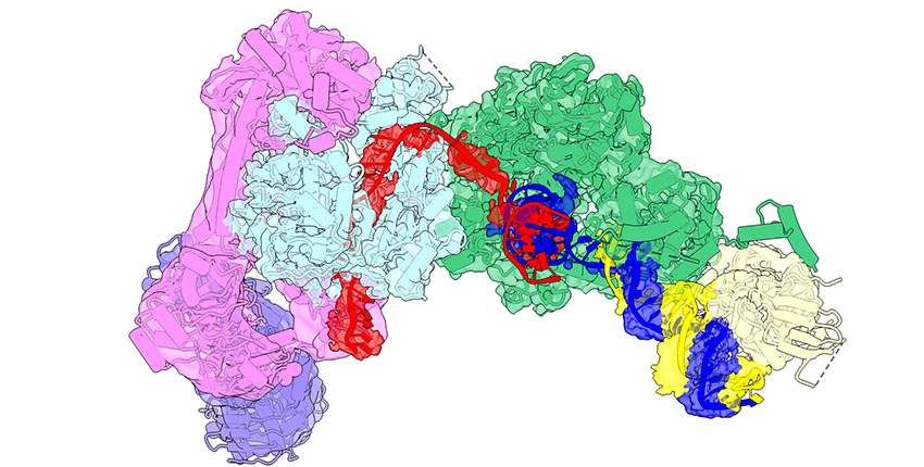 Cryo-EM model of a viral DNA replication complex, shown as interlocking, multicolored protein shapes, with the helicase–primase contacting the viral polymerase as a DNA strand runs between them.