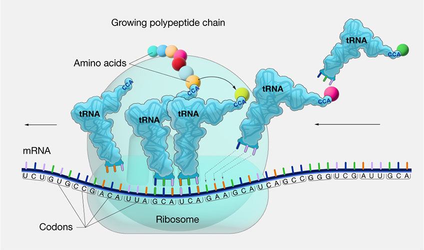 An illustration shows a string of mRNA traveling through a ribosome from right to left. Anvil-shaped tRNAs enter the ribosome. Each matches up with a codon on the mRNA, delivers its cargo of one amino acid, and then leaves the ribosome. The amino acids form a growing chain. Each tRNA is marked with the sequence “CCA” on the end that carries the amino acid.
