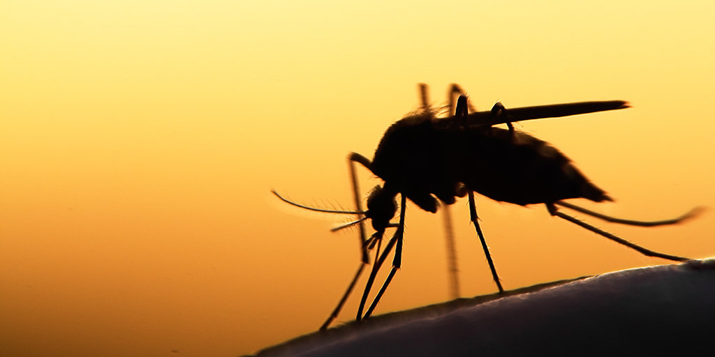 a close up of a mosquito with the bright orange reddish sky background.
