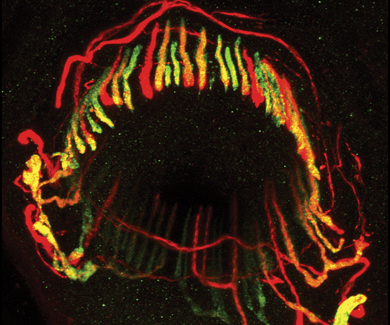 intermingled endings of sensory neurons around a mouse hair follicle