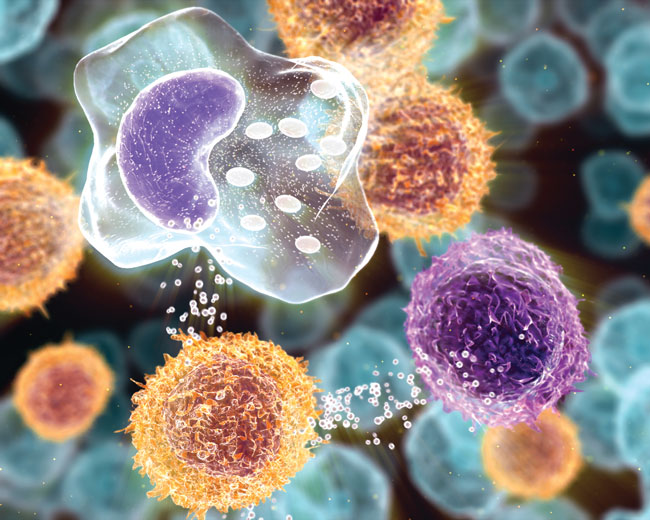 illustration of inflammatory cells