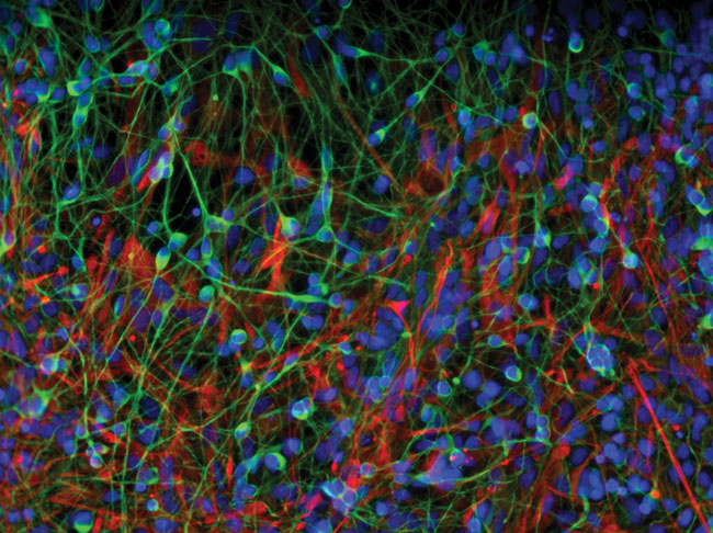 adult stem cells, colorized