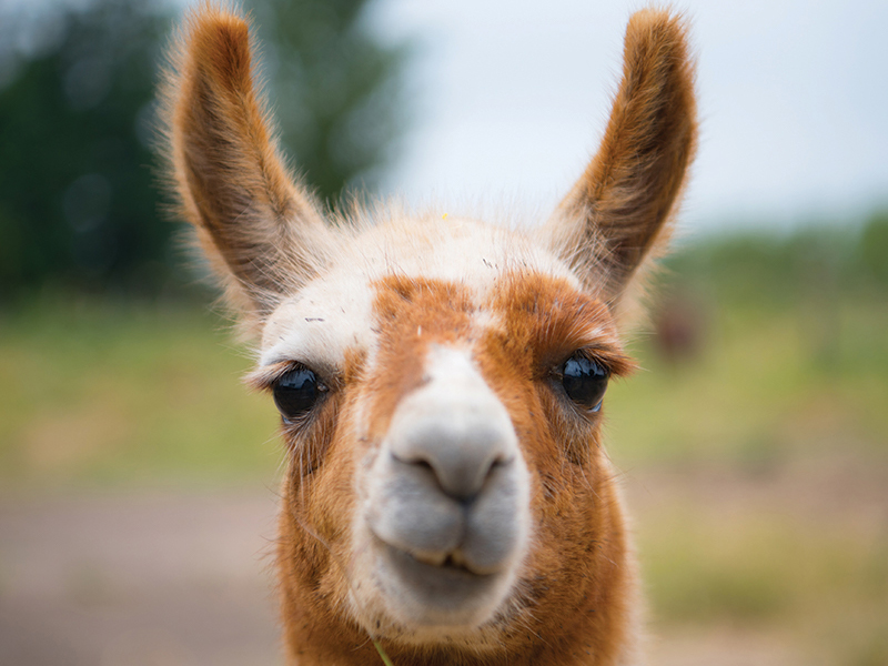 head of a llama facing forward