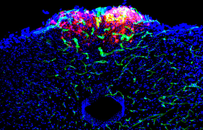 microscopic image neurons that regulate nausea in mouse model