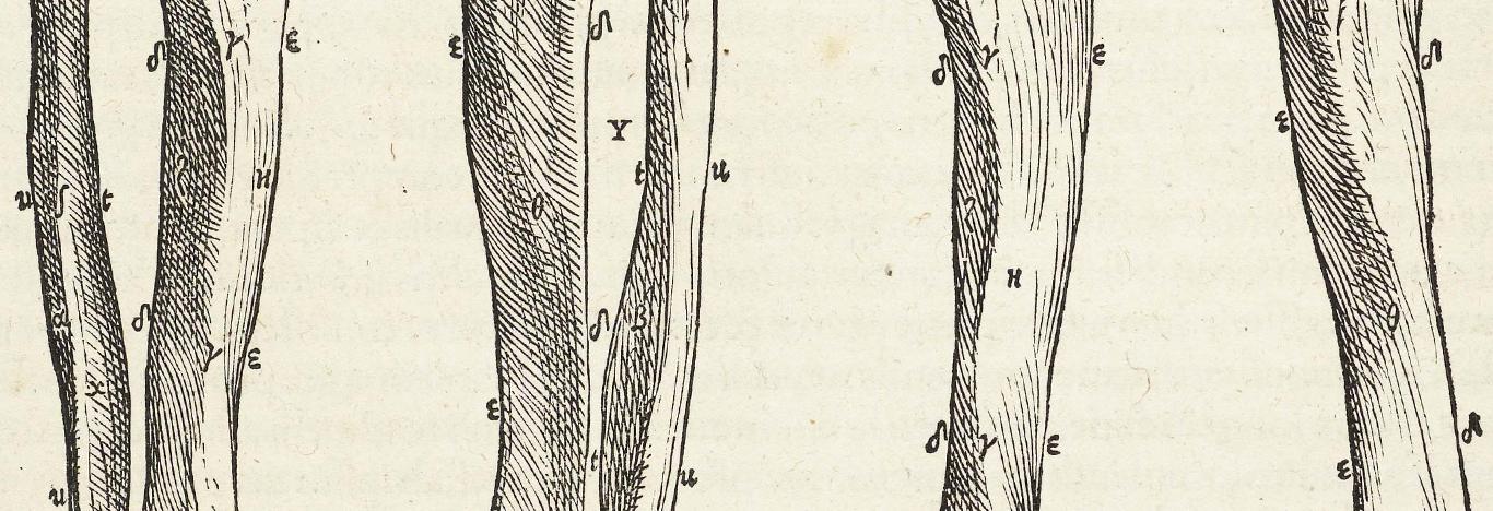 drawing of leg bones, 16th century