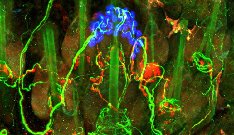 A blue, green, and orange microscope image of sensory structures