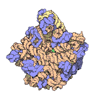 Atomic structure of a ribosome subunit from an archaea, a type of microorganism. Proteins are shown in blue and RNA chains in orange and yellow. Animation: Wikimedia Commons/David Goodsell