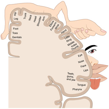 A cartoonish drawing showing human body parts on top of a lumpy, rounded surface