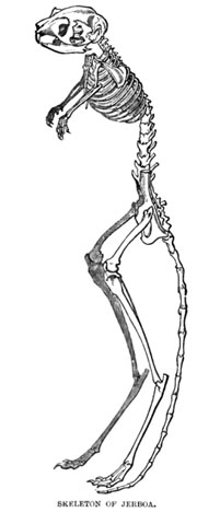 Skeleton of a jerboa. Royal Natural History Volume 3 illustration via Wikimedia Commons.