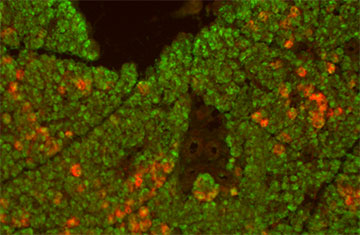 ESP22, shown here in red, provides a powerful tool in understanding innate behaviors in mice.