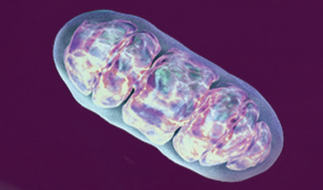 A healthy mitochondrion contains the metabolic regulator SIRT4, which responds to DNA damage and other stress. Image: National Institute on Aging.