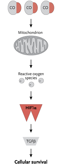 Dramatic rescue. In an animal model of organ transplantation, exogenous administration of carbon monoxide (CO) initiates a pathway that leads to HIF-1-alpha–mediated cytoprotection. Adapted from original courtesy of Leo Otterbein.