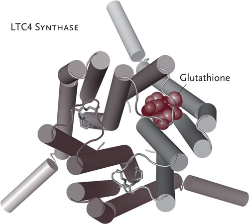 Matchmaker. The enzyme LTC4 synthase makes asthma-causing cysteinyl leukotrienes by uniting LTA4, an elusive lipid produced by immune cells, with glutathione molecules that sit in the active site between two of the enzyme’s monomers. Since it has three monomers, three active sites are available for glutathione to reside in, making LTC4 synthase an unusually industrious enzyme. Courtesy Yoshihide Kanaoka.