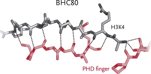 No second chances. BHC80, a protein component of the enzyme LSD1, uses its PHD finger (red) to couple with the unmodified histone H3K4 (gray). This binding represents the first time an unmodified histone has been recognized as part of the histone code. The researchers believe that BHC80 may be serving as a placeholder, keeping the rest of the LSD1 enzyme nearby and preventing remethylation of the histone. Courtesy Xiadong Cheng 