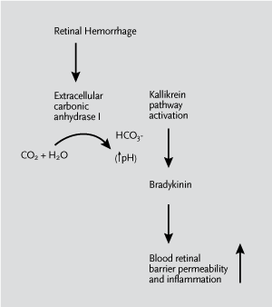 A path toward blindness. Retinal hemorrhage induces the kallikrein pathway, resulting in increased retinal vascular permeability and inflammation in diabetic retinopathy. Image adapted from original courtesy of Edward Feener.