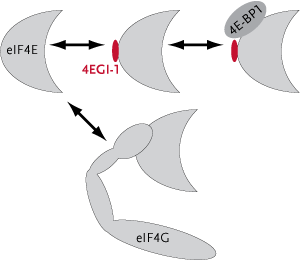 New balancing act. This model shows a theoretical binding equilibrium between eIF4E, eIF4G, 4E-BP1, and 4EGI-1. The recently discovered small synthetic molecule 4EGI-1 binds to eIF4E, allowing simultaneous binding to 4E-BP1, but displacing eIF4G. This displacement effectively sequesters eIF4E from eIF4G, preventing cap-dependent translation of proteins needed for cell growth and proliferation. 4EGI-1 also may clear the eIF4E docking site, facilitating the binding of the endogenous regulator 4E-BP1. Image adapted from original courtesy of Gerhard Wagner.