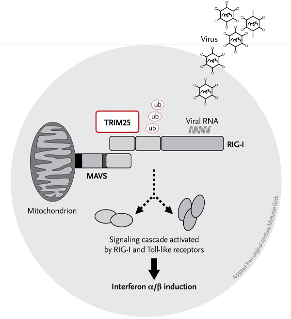 Protein Cuts Early Infection Down To Size | Harvard Medical School