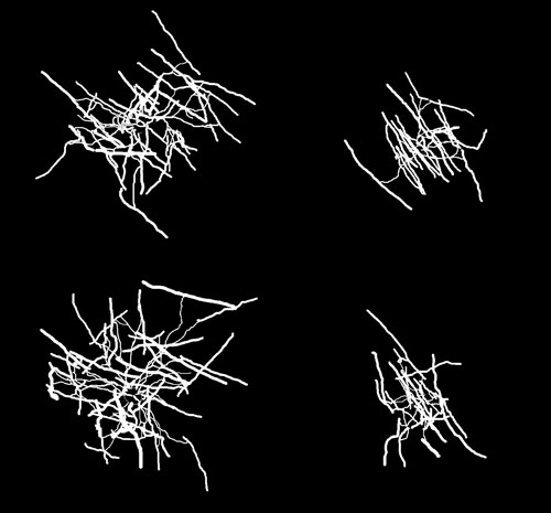 When NRG1–erbB signaling was blocked, oligodendrocytes from the brain’s frontal cortex had a less complex structure than normal, forming fewer branches. Shown are three-dimensional reconstructions of oligodendrocytes from a normal mouse (left) and a mutant mouse (right). Courtesy Joshua Murtie, PhD, Children’s Hospital Boston.