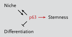 Stem cell master. The protein p63 appears to be a master regulator of epithelial stem cells. As a transcription factor, it directs genes promoting “stemness” and others controlling the stem cell niche and forestalling differentiation.