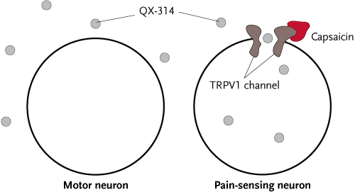 Exclusive entry. Capsaicin—the active ingredient in chili peppers—opens TRPV1 channels on pain-sensing neurons, allowing the lidocaine derivative QX-314 to enter the cells. There it disrupts electrical signaling by blocking sodium channels. Other neurons do not possess TRPV1 channels, so they stay active.