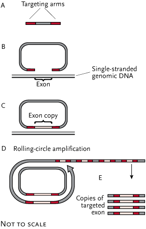 On a roll. The steps of rolling-circle amplification, which enables thousands of protein-coding exons to be amplified simultaneously, begin with synthesis of oligonucleotides made up of targeting arms for specific exons joined by a common linker (A). After amplification by PCR, the sequences are mixed with genomic DNA. Each pair of targeting arms binds immediately upstream and downstream of an exon (B). DNA polymerase replicates the exon (C). The resulting circle is copied hundreds of times after a primer targeting the common linker gets the amplification going (D). The resulting strand is further amplified by PCR, producing many copies of the same exon. These can be reformed into circles and amplified again to generate a shotgun sequencing library (E). Adapted from the original courtesy of Jay Shendure and Nature Methods