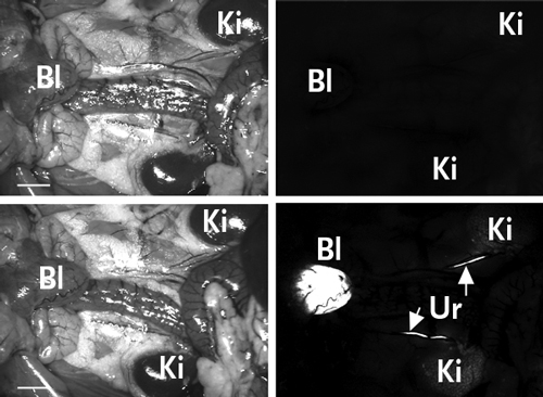 Go with the flow. In vivo fluorescence images track quantum dots flowing through mice ureters. In the two hours after mice received an intravenous injection of nanosized quantum dots with a cystine coating, the particles leave the bladder (Bl), travel down the ureter (Ur), and reach the kidneys (Ki) to be expelled from the body. (Scale bar, 1 cm.) Courtesy John Frangioni
