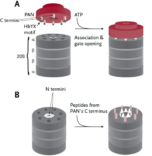 Unlock and load. When the 20S proteasome associates with the PAN ATPase, its C termini dock snugly into pockets in the outer ring of the proteasome (A). This lock-and-key mechanism springs open the hatch formed by alpha subunit N termini of the outer ring. HbYX motifs in the C termini of the ATPase subunits are necessary for the hatch opening. In fact, small peptides from the C termini are by themselves sufficient to open the N termini gate and allow protein entry (B). Courtesy Molecular Cell