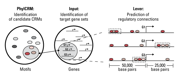 Hit parade. PhylCRM takes in a genomic sequence and a “dictionary” of known or putative transcription factor binding sites, or regulatory motifs. It locates segments of the genome that contain these motifs, called cis-regulatory modules (CRMs). Lever takes in sets of genes known or hypothesized to be involved in similar biological functions, searching for CRMs in the areas surrounding each gene. A high-scoring hit indicates that the candidate CRM may play a role in regulating that gene. Courtesy of Martha Bulyk; adapted for Focus.