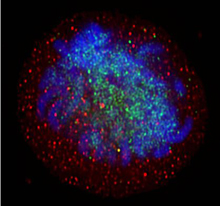 SIRT1, shown here in red, guards the chromosomes, shown in blue. As DNA damage accumulates in cells, SIRT1 becomes an emergency responder and abandons its chromosomal guard post. Gradually, gene expression goes awry, exacerbating the aging process. Image by Philipp Oberdoerffer.