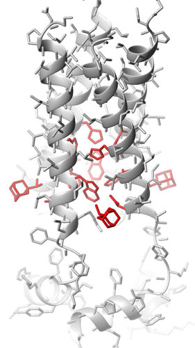 The power of positive ions. In this NMR structure, the four helixes of the M2 channel embedded in the influenza virus membrane are held parallel by the lower end of the protein inside the virus. Protons in acidic water from the endosome jump to the histidine pH sensors (upper red, single-ringed molecules). The charged sensors release the tryptophan gates (red, double-ringed molecules) toward the inside base of the channel. Jason Schnell and James Chou found the flu-fighting molecule rimantadine lodged in a greasy side pocket (lower red boxes) at the gate hinge, wedging it shut. Image courtesy of James Chou.