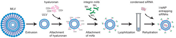 Molecular manufacturing. Stepwise assembly of targeted siRNA-laden nanoparticles begins with multilayered lipid vesicles (MLV), which are extruded under pressure to form unilamellar vesicles (ULV). A sugar coat of hyaluronan provides stability and a tethering site for anti-­integrin monoclonal antibodies. The completed shell is freeze-dried and rehydrated in the presence of siRNA–protein complexes to produce an ­integrin-­targeted, stabilized nanoparticle (I-tsNP) entrapping a therapeutic RNA. Incorporating other antibodies or siRNAs allows the possibility of targeting other cells and diseases. Courtesy Motumu Shimaoka.