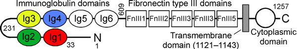 Form and function. Based on this domain structure of the neural cell adhesion molecule L1, HMS researchers speculate that small alcohols break the hydrogen bond between two amino acids on immunoglobulins 1 and 4, causing the L1 molecule to lose its horseshoe shape and thus its adhesive properties. Mutations in nearby residues cause neurological disorders similar to those observed in children with fetal alcohol spectrum disorders (FASD). Courtesy Keith Miller.