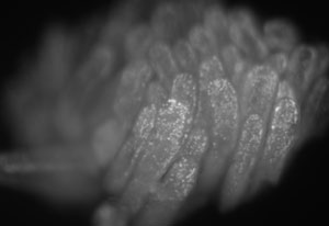 Seeing cell proliferation. This whole-mount stain of EdU-labeled cells in mouse intestine reveals many intestinal vili containing labeled cells as indicators of cell division. Courtesy Adrian Salic.