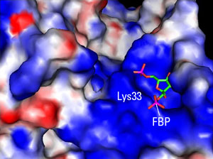 Popping the lid. Cancer cells switch to the glycolytic pathway by reverting to the embryonic (M2) form of pyruvate kinase (PK). The critical difference between the adult (M1) and embryonic form lies in a single residue. In PKM2, the amino acid, a lysine, sits on the lip of a deep pocket (top left). When bound by activating proteins, the lip moves aside (bottom), revealing a small molecule, fructose-1, 6-bisphosphate (FBP), which is then released. Adapted from original courtesy Matthew Vander Heiden.