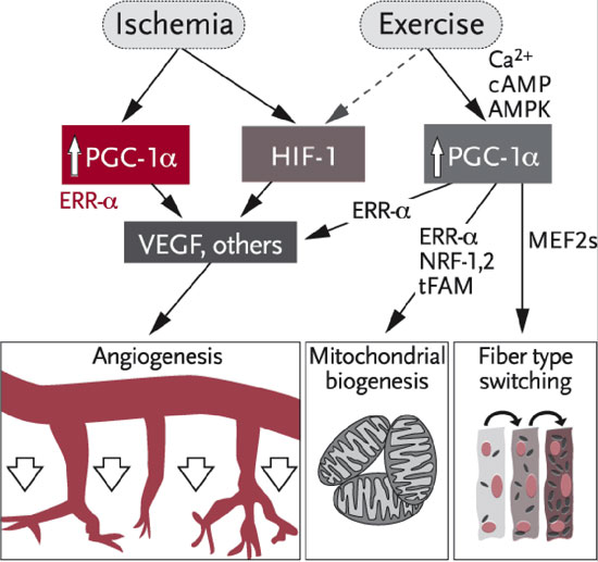 A new pathway. When tissues are deprived of nutrients and oxygen during ischemia, cells turn on one of two signaling pathways that encourage the creation of new blood vessels, which will carry needed nutrients and oxygen to the tissue. The diagram shows the newly discovered pathway to blood vessel formation involving PGC-1 alpha and ERR-alpha. Adapted from the original courtesy Zoltan Arany.