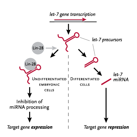 Inhibitor Found for Family of MicroRNAs | Harvard Medical School