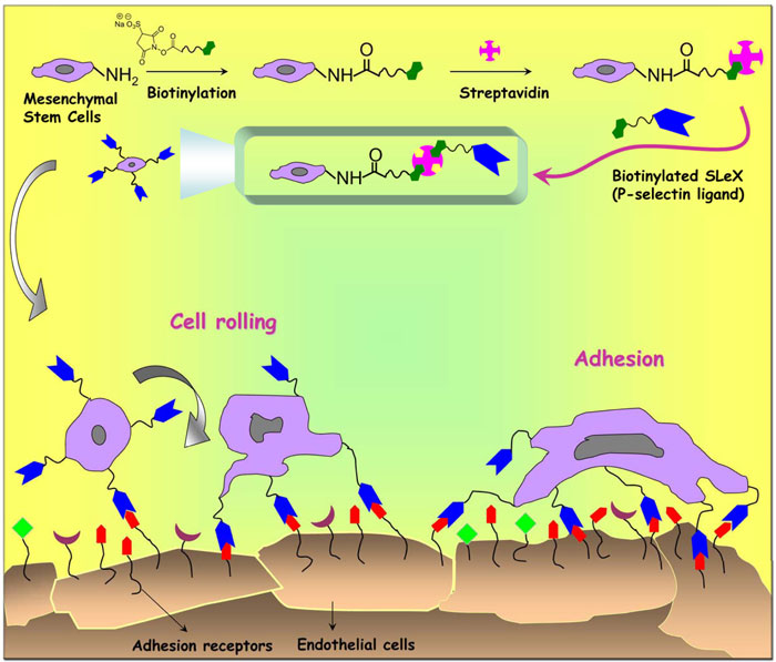 Jeffrey Karp and colleagues increased the therapeutic potential of adult stem cells. Illustration provided by the research team.