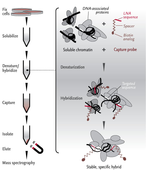 Take your PICh. Telomere-­associated proteins were captured in several steps. Cells were fixed and the chromatin solubilized. A specially devised locked nucleic acid probe was then hybridized to the chromatin. The stable LNA–DNA + protein hybrid was captured on magnetic beads. The hybrids were eluted and the associated proteins identified by mass spectrography. The captured array included many previously identified proteins, though it did miss a few. It also included several novel proteins. Courtesy Cell and Jerome Dejardin.