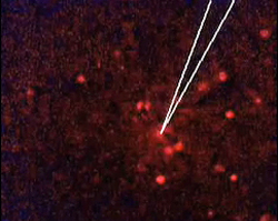 Here, electrical stimulation was applied at the intersection of the two white lines. Neurons that were activated appear in bright red. Photo courtesy of the Reid lab.