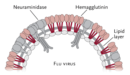 Stemming the flu. Each year, scientists develop new influenza vaccines to target the ever-mutating globular heads (light red) of the hemagglutinin proteins that coat the virus. A newly discovered antibody binds to the much less variable and much less accessible stem of the protein (red). Work is under way to turn this antibody into an antiviral that can be used to contain a pandemic and to protect immunosuppressed individuals during flu season. Since the machinery of the stem evolves more slowly than the head, the discovery may lead to a broadly effective influenza vaccine that lasts for longer than a single season.